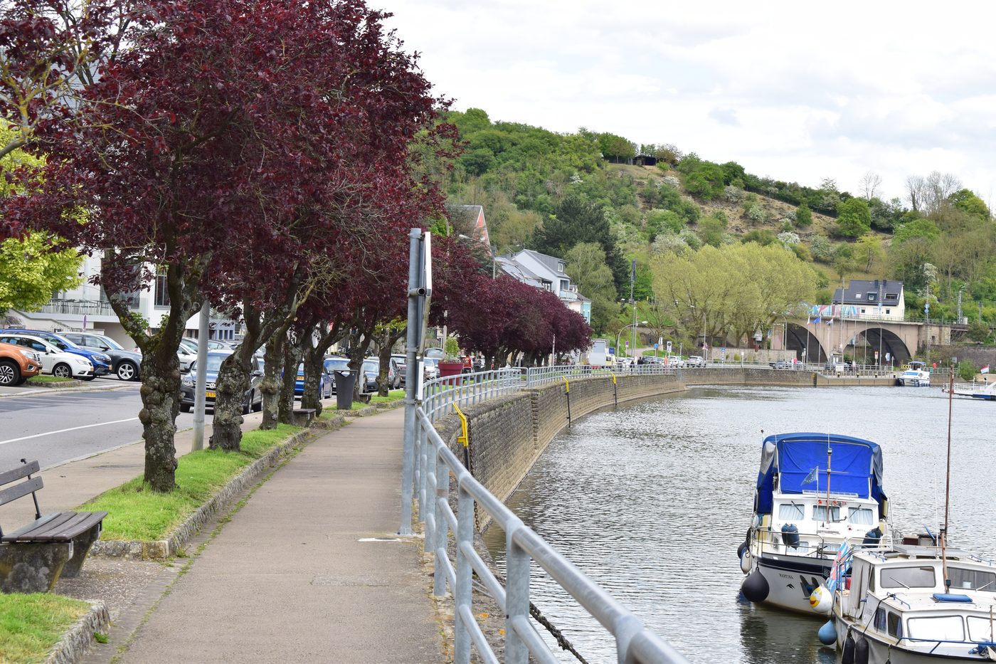 Baumallee an der Uferpromenade in Remich mit vertäuten Booten
